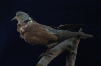 Red Turtle Dove Collection Image, Figure 9, Total 11 Figures